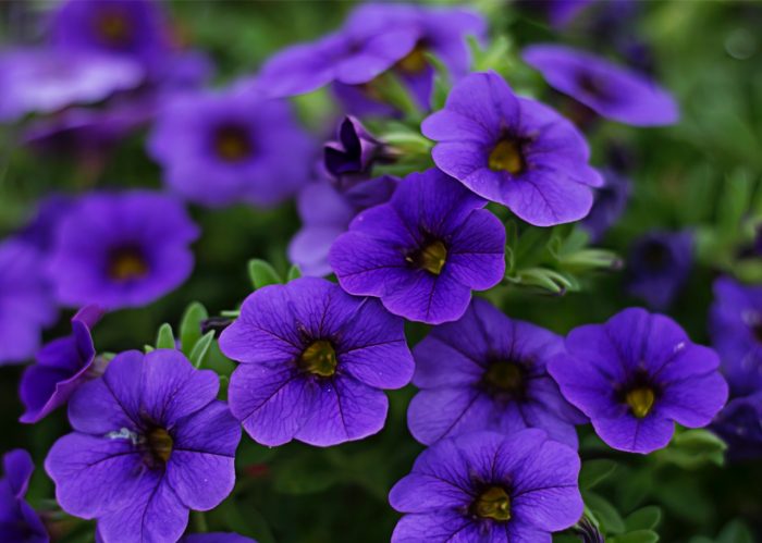purple petunias blooming